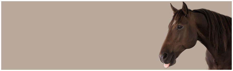 Pferde Blog Facebook