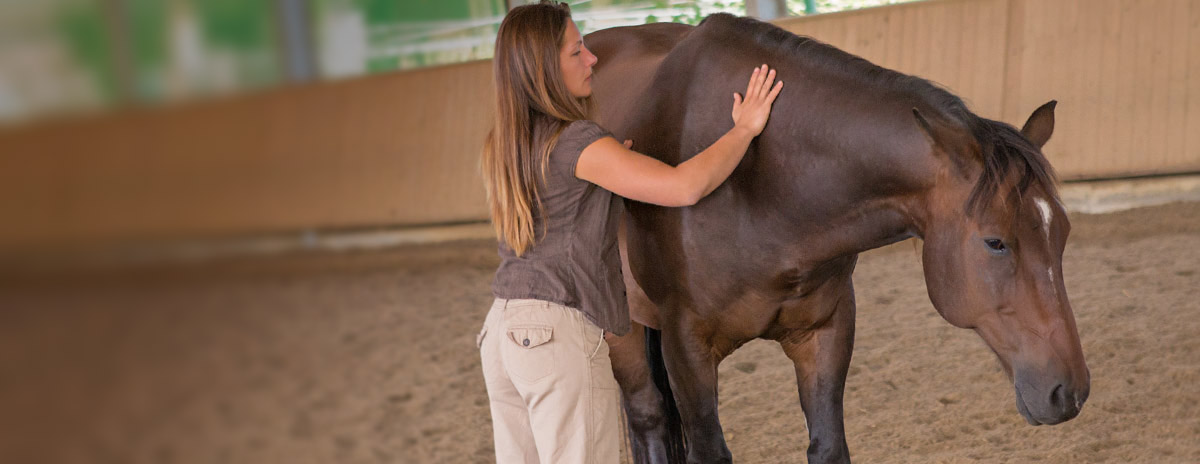 Equine Touch, Pferd