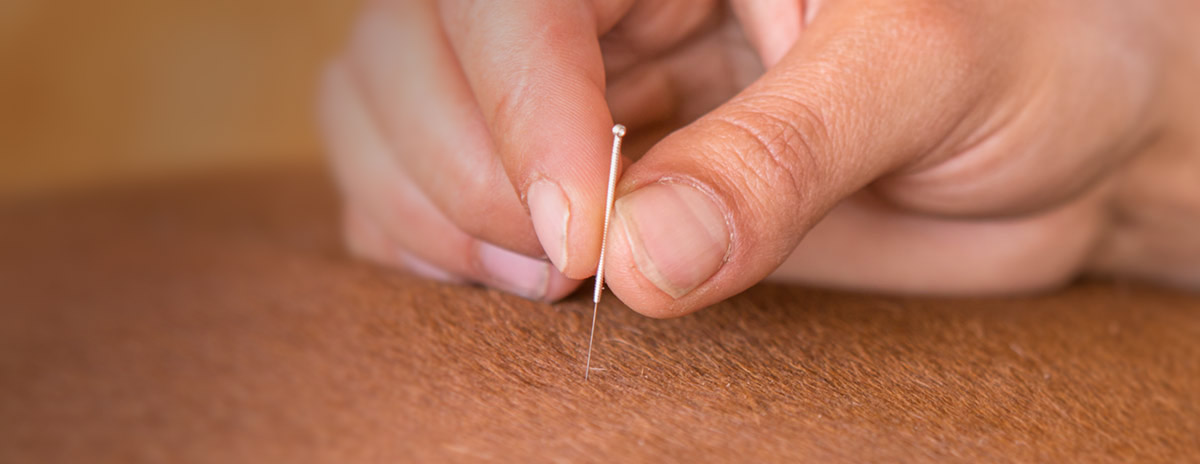 Alternativmedizin, Chinesische Medizin, Pferd